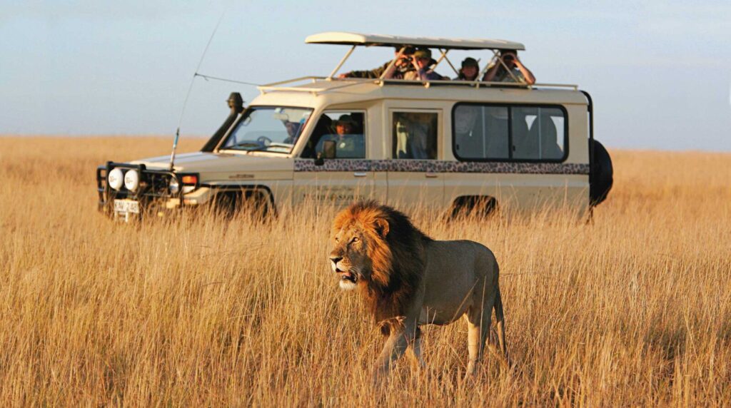 Cost of a safari