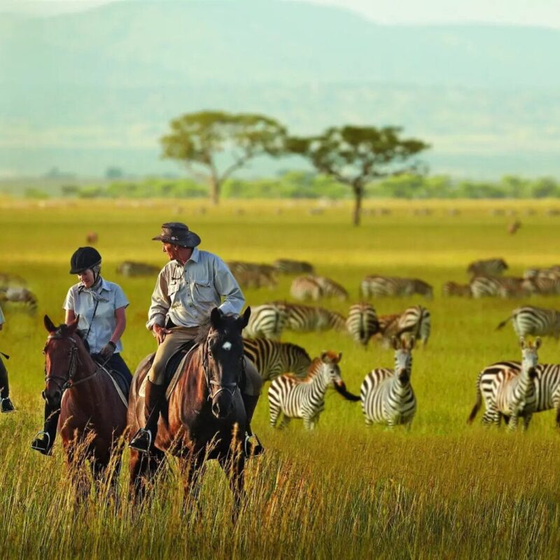 Horseback safaris