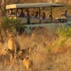 Is It Safe to Go on Safari in Africa?