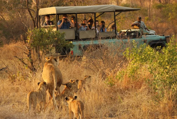 Is It Safe to Go on Safari in Africa?