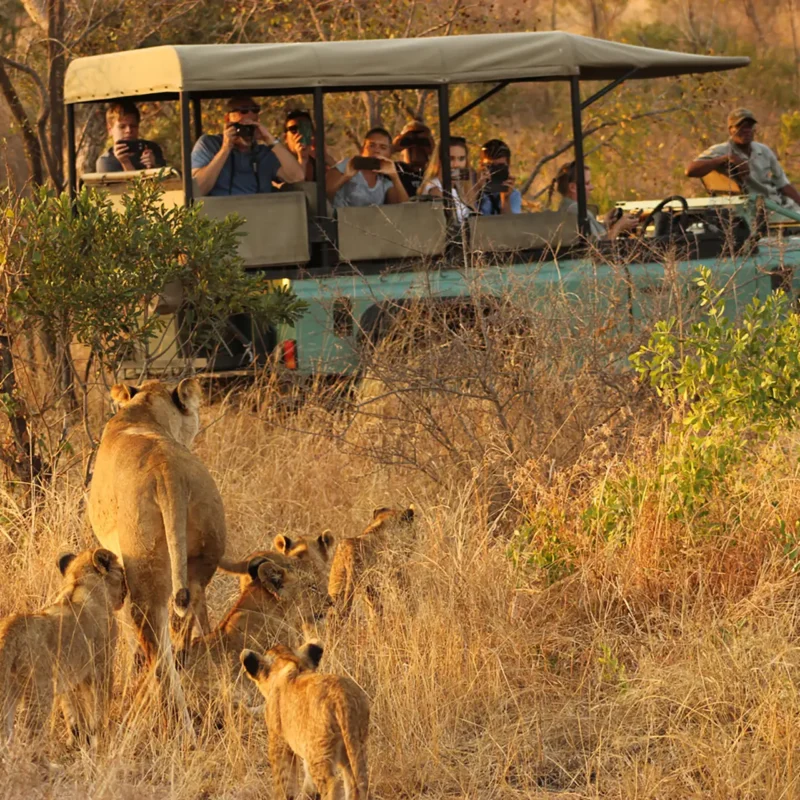 Is It Safe to Go on Safari in Africa?