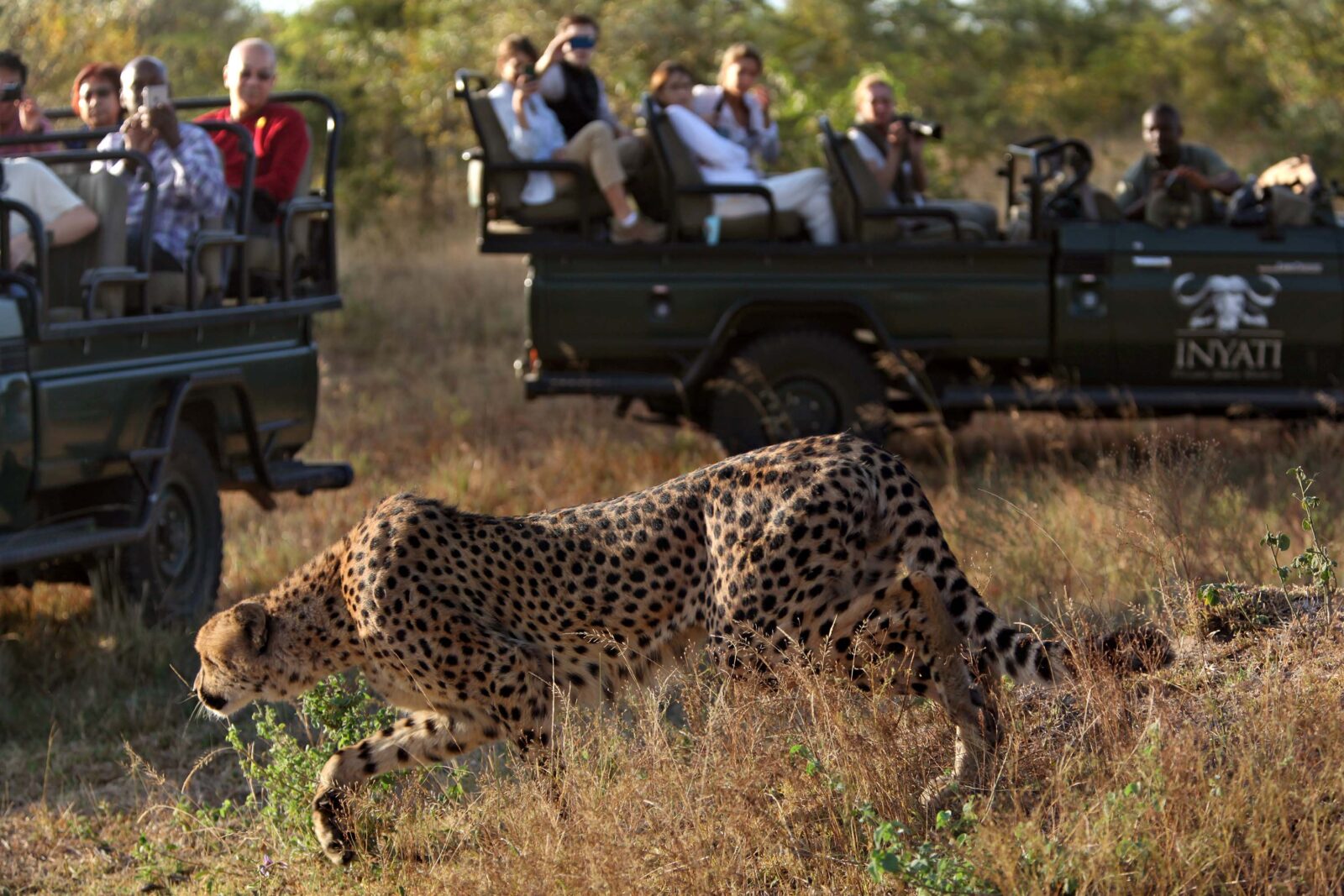 Is It Safe to Go on Safari in Africa?