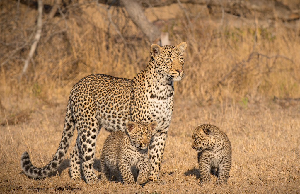 Is It Safe to Go on Safari in Africa?