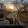 Kruger Park Safaris: Public vs Private Ultimate Guide