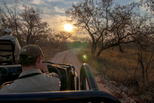 Kruger Park Safaris: Public vs Private Ultimate Guide