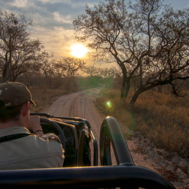 Kruger Park Safaris: Public vs Private Ultimate Guide