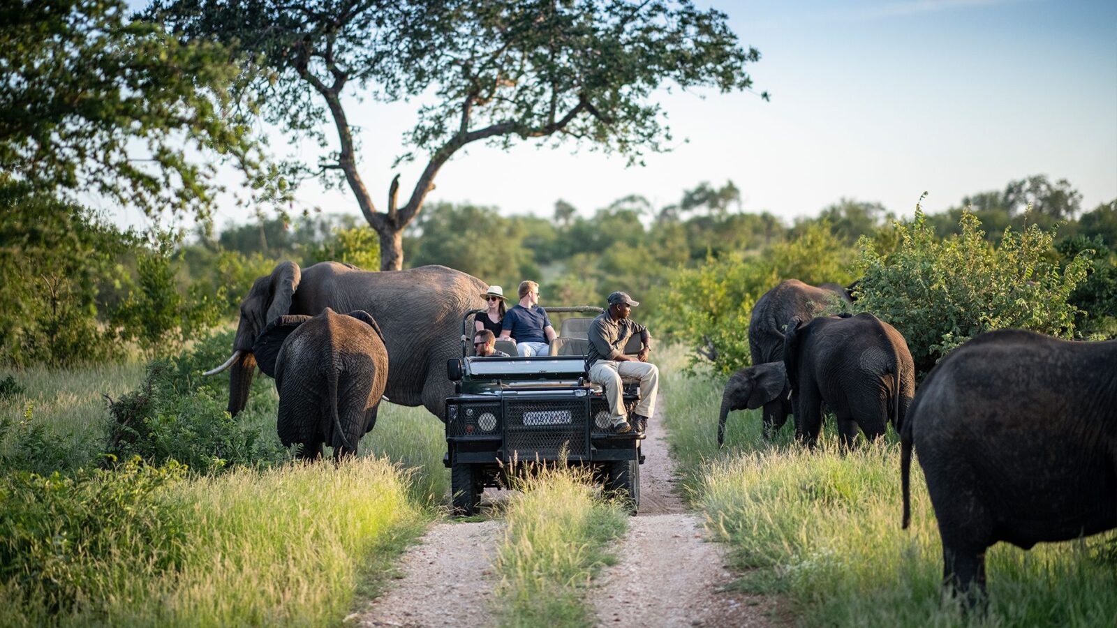 Kruger Park Safaris: Public vs Private Ultimate Guide