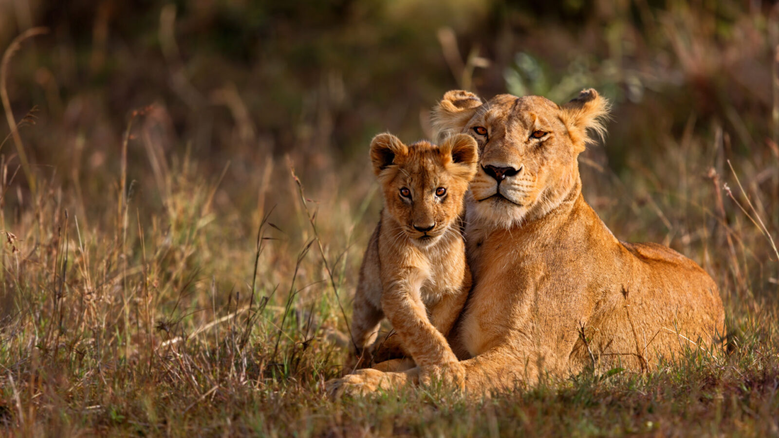 Kruger Park Safaris: Public vs Private Ultimate Guide