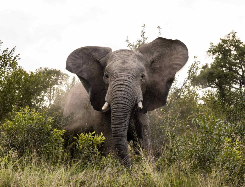 Multi country safaris