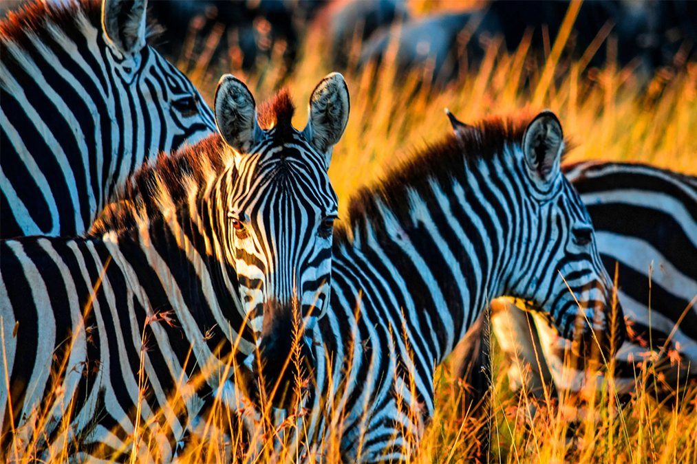 wildhorn africa, Safaris with purpose