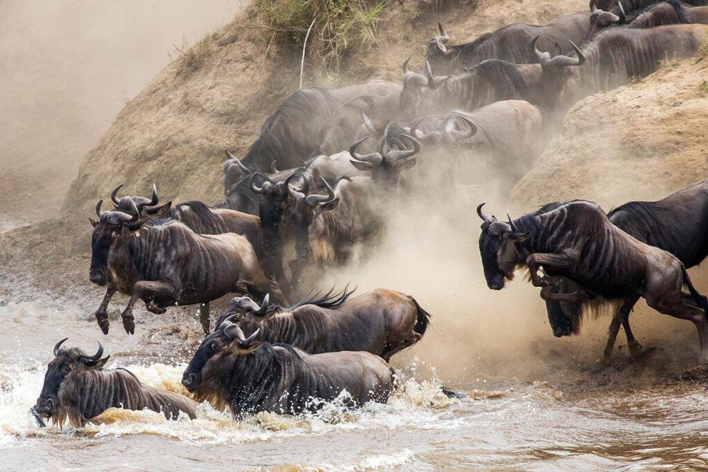 The Great Migration