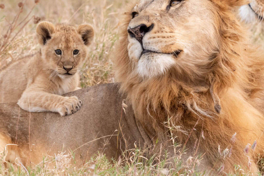wildhorn africa, the beauty of africa