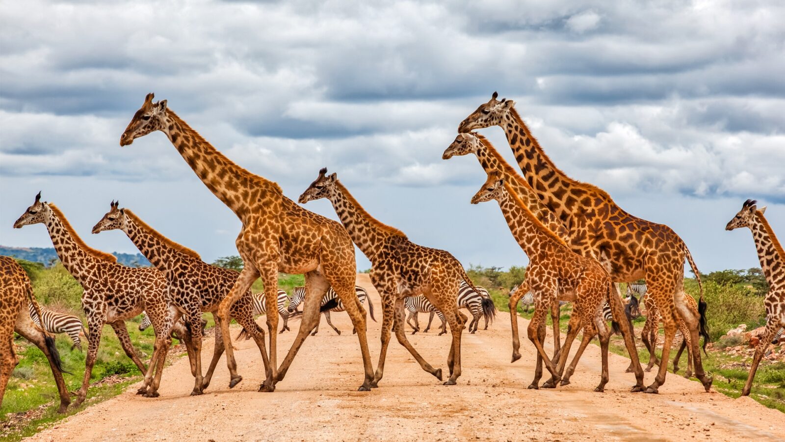 Where and How to Have Ethical Animal Encounters in Africa