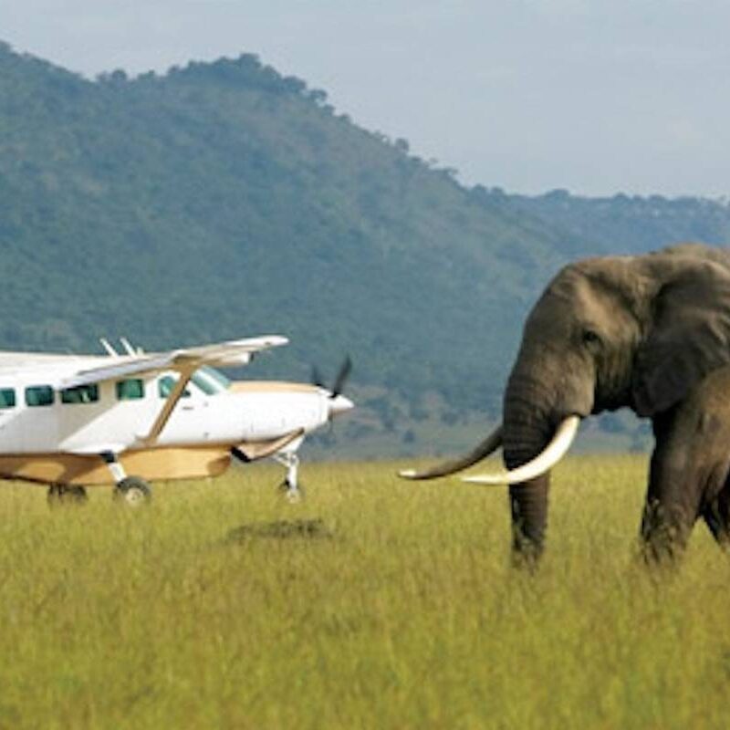 Flying safaris