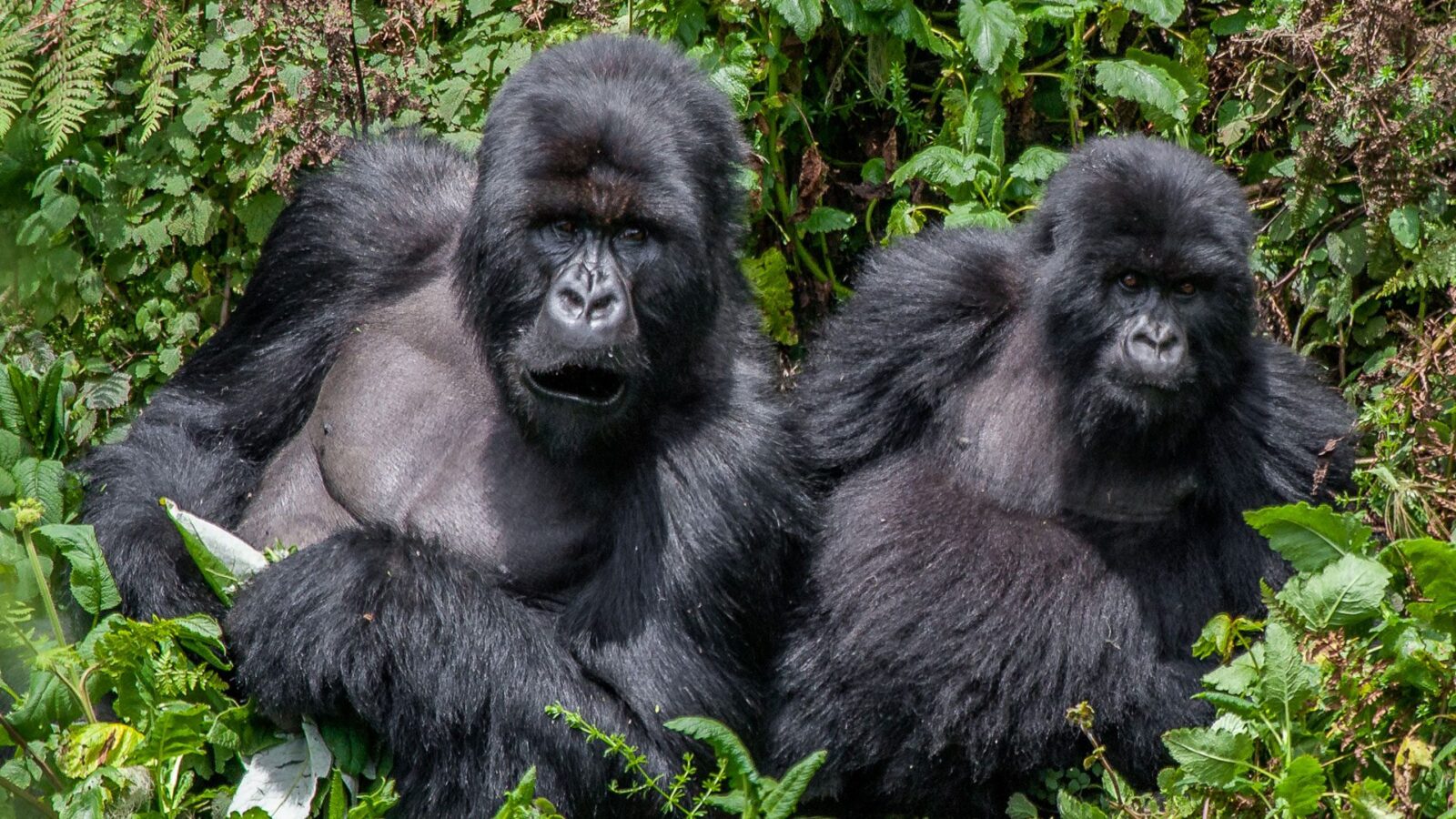 Where and How to Have Ethical Animal Encounters in Africa
