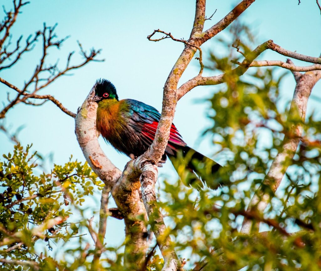 Bird Watching Safaris