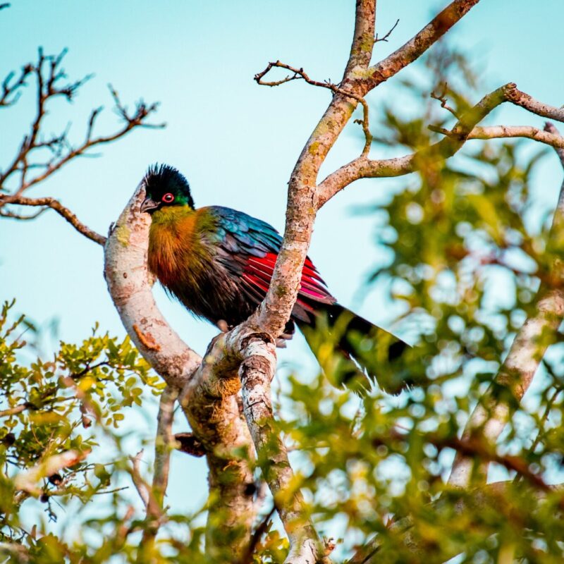 Bird Watching Safaris