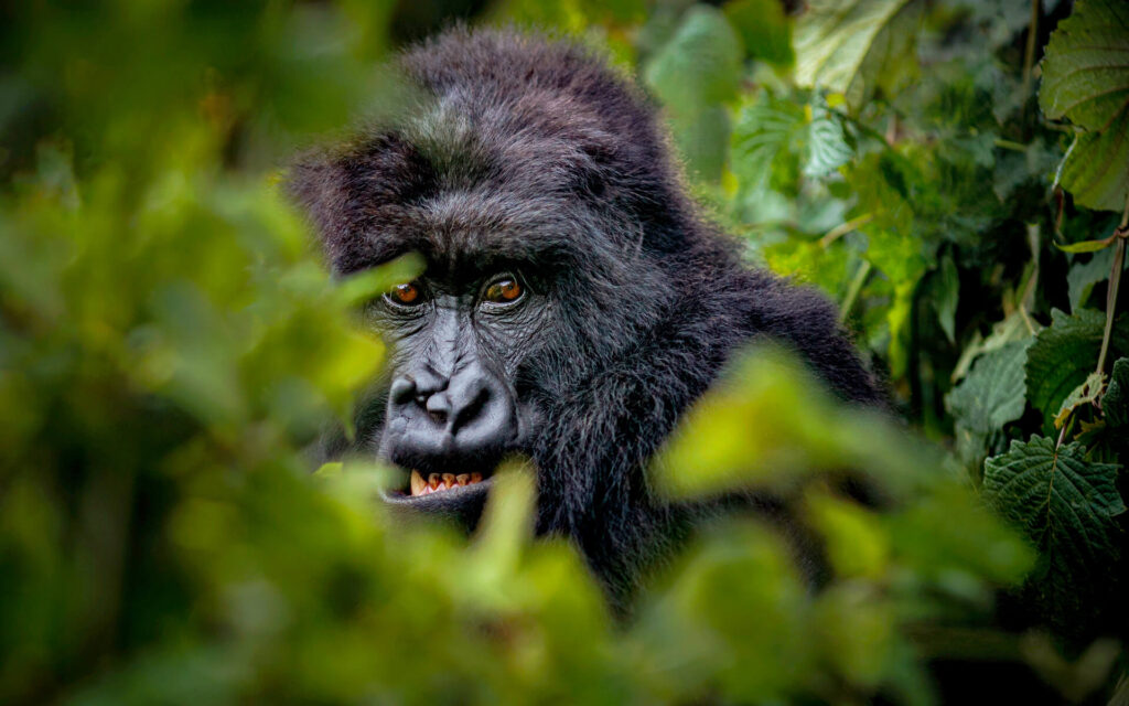 Congo Primate Safaris