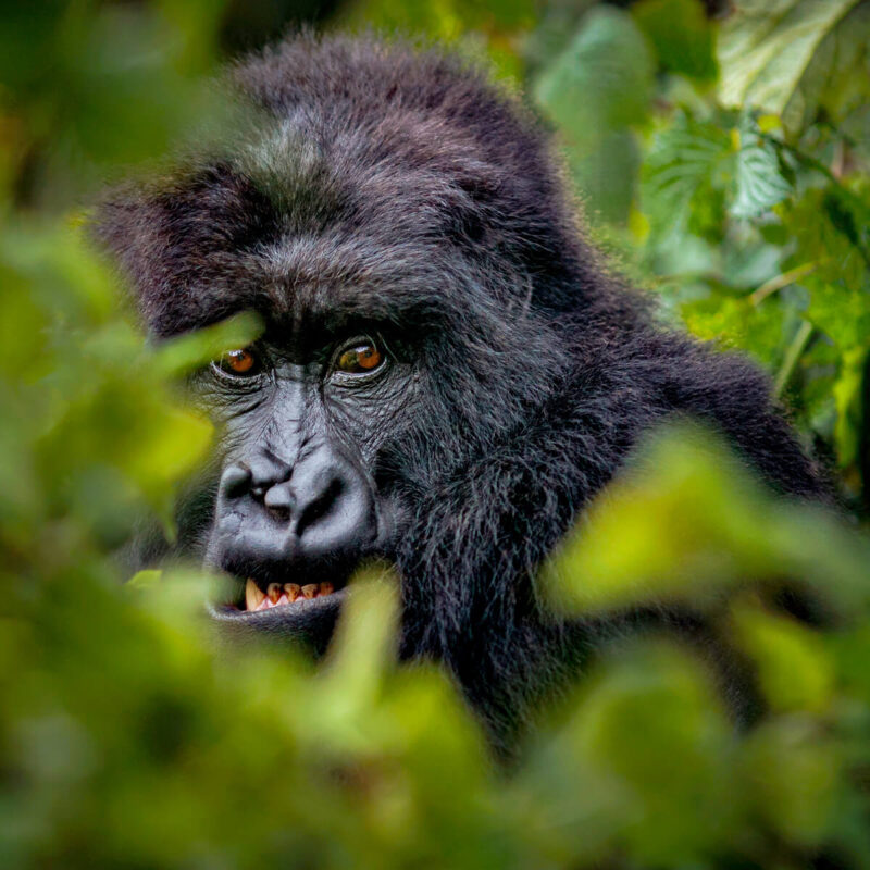 Congo Primate Safaris