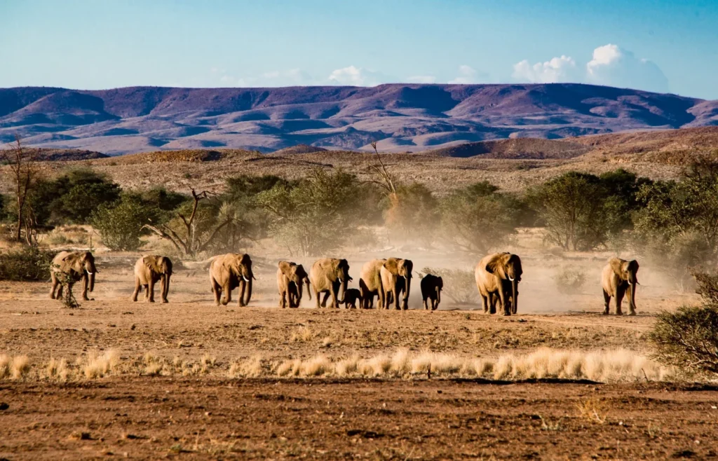 Etosha Safari