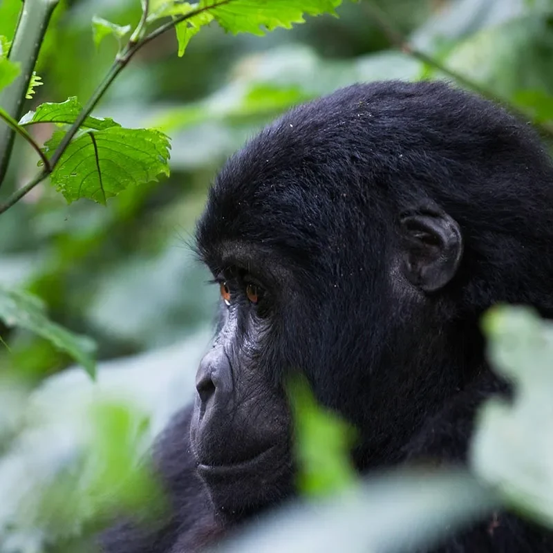 Gabon Primate Safaris