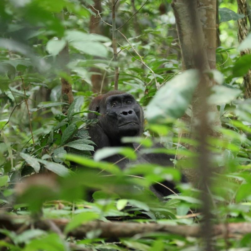 Gabon Safaris