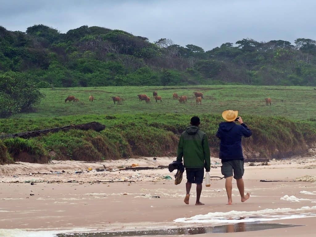 Gabon Walking Safaris