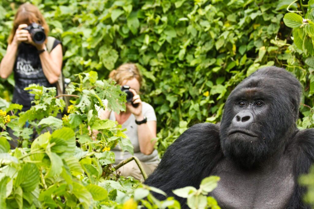 Gorilla Trekking Safaris