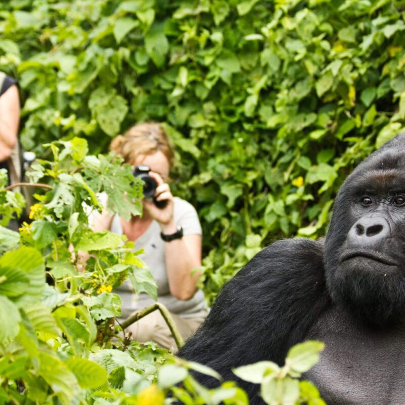 Gorilla Trekking Safaris