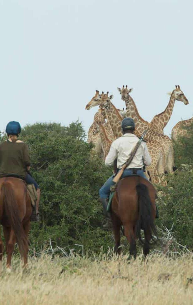 Horseback Safaris