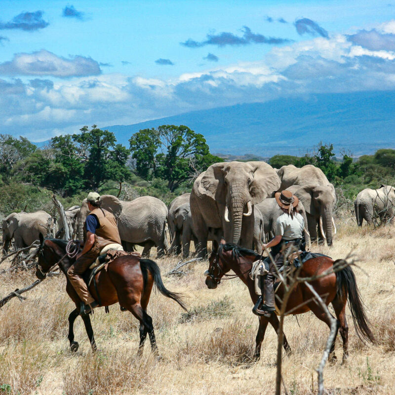 Horseback Safaris