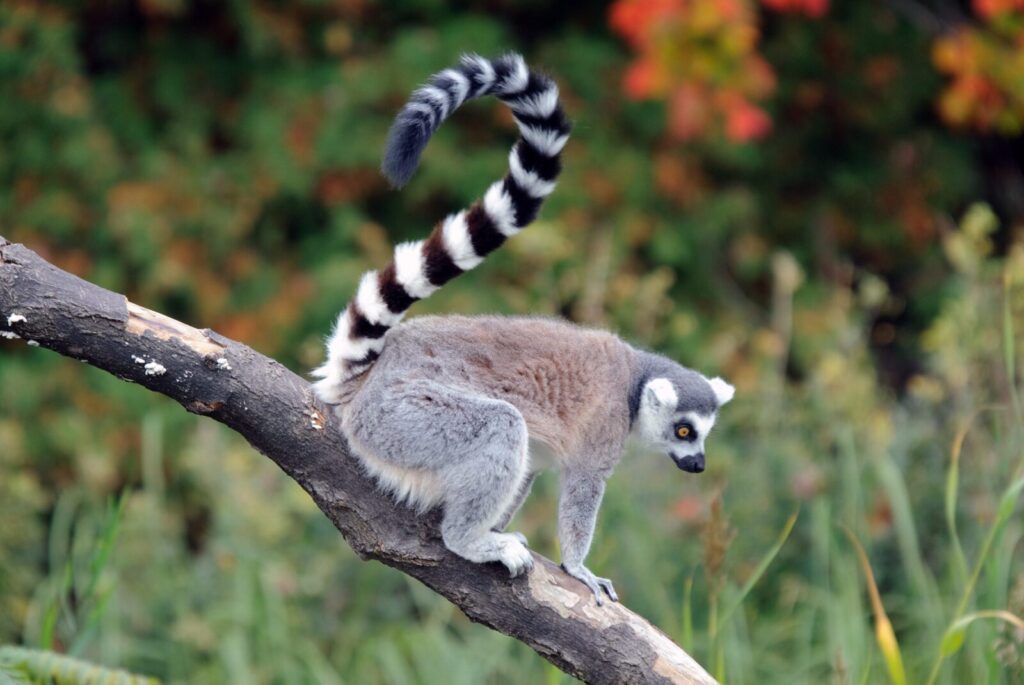 Madagascar