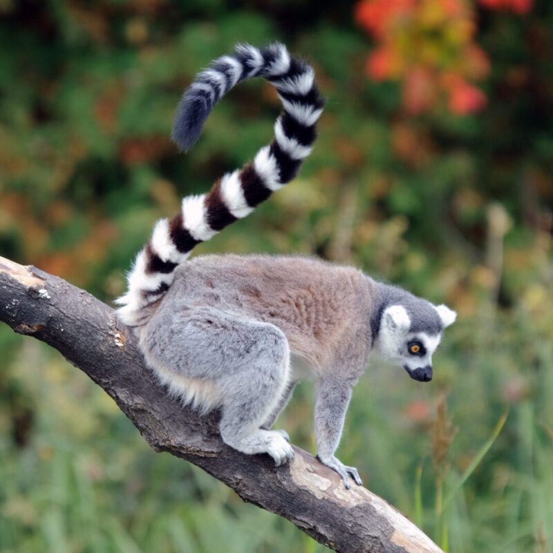 Madagascar