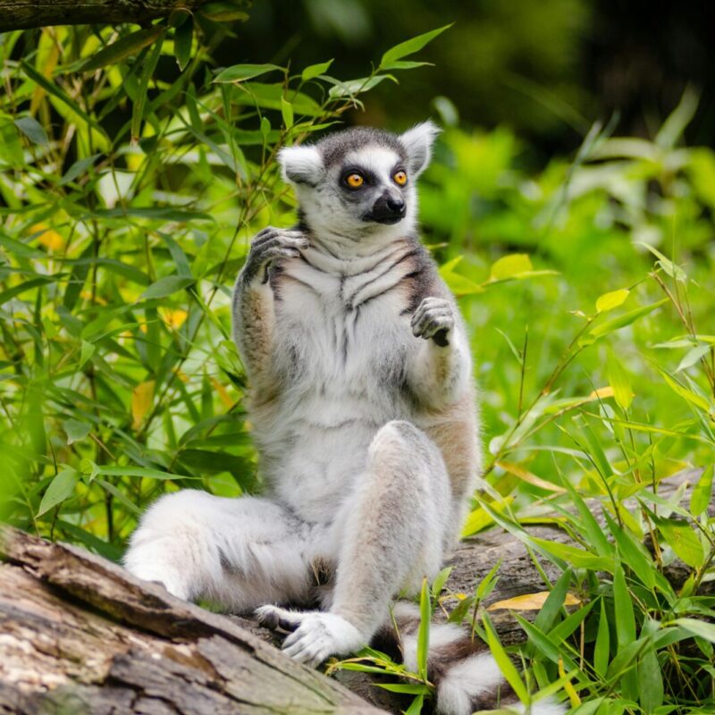 Madagascar Primate Safaris