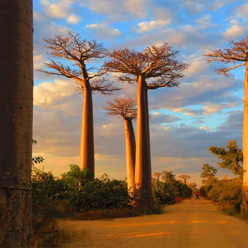 Madagascar Safaris