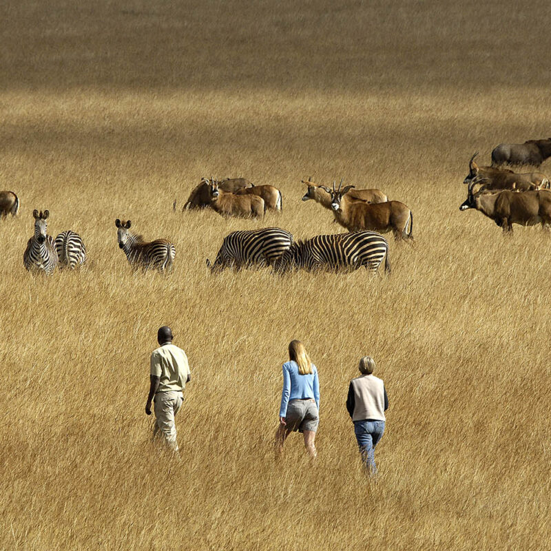 Malawi Walking Safaris