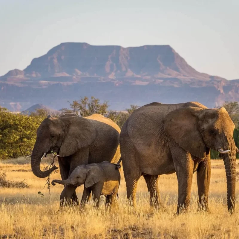 Namibia Safaris