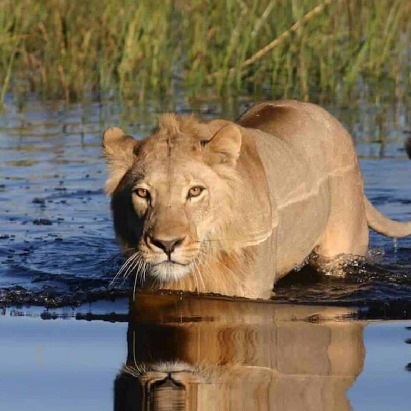 Okavango Delta Safaris