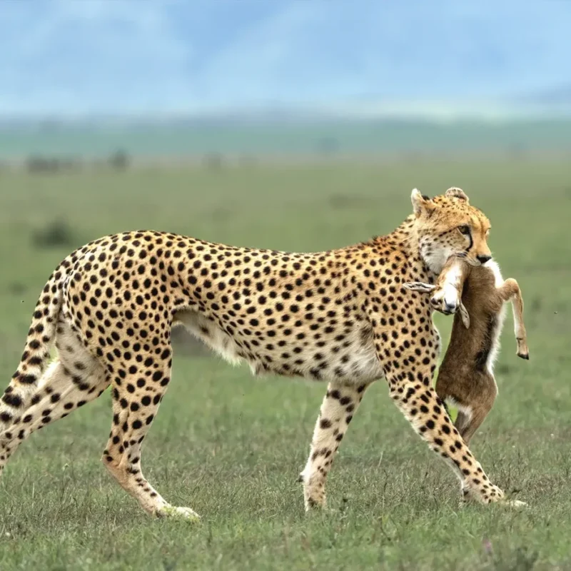 Serengeti Safaris