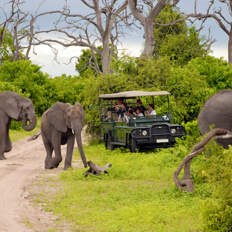 South Africa Safaris