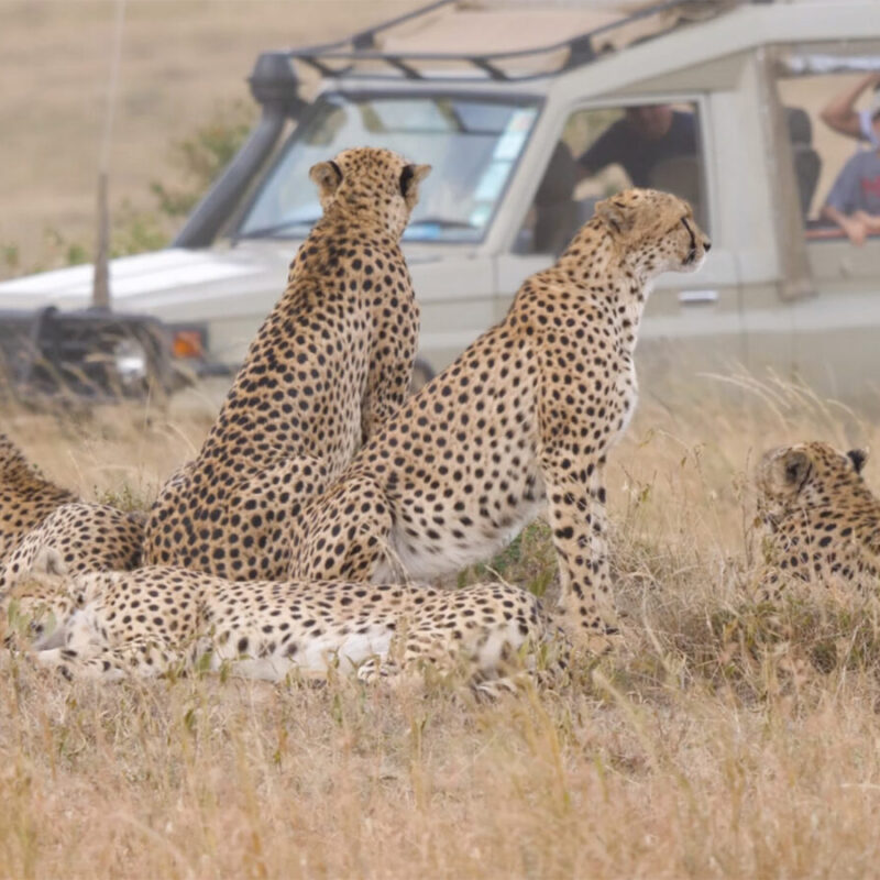 Tanzania Family Safaris
