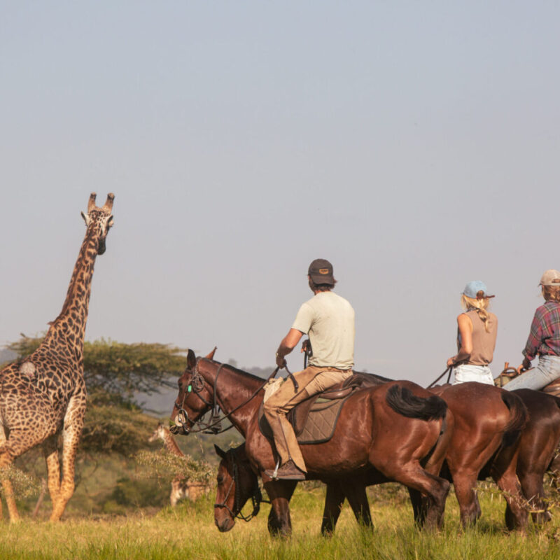 Tanzania Horseback Safaris