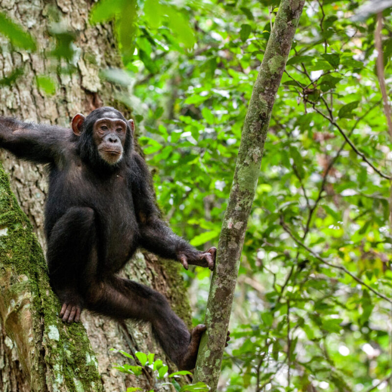 Tanzania Primate Safaris