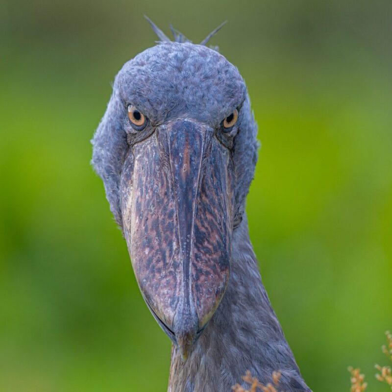 Top 5 Birding Experiences