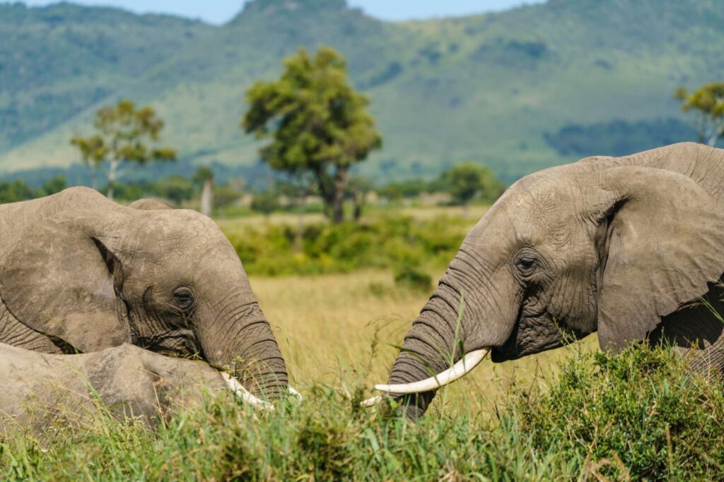 Top 5 Elephant Experiences