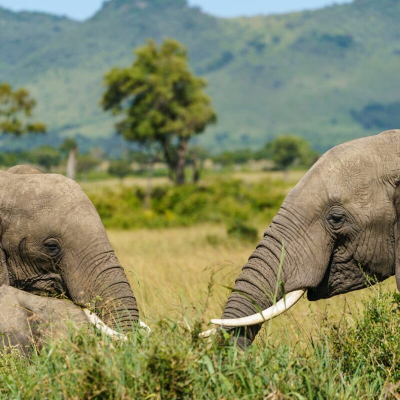 Top 5 Elephant Experiences
