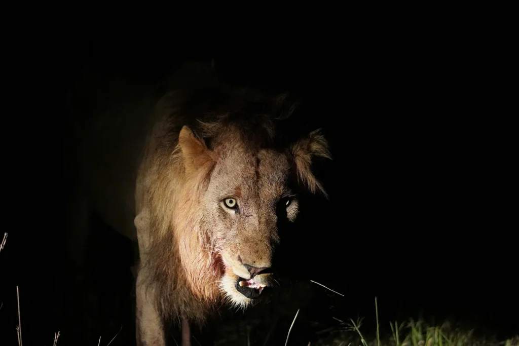 Top 5 Night Safari Experiences