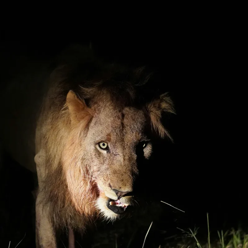 Top 5 Night Safari Experiences