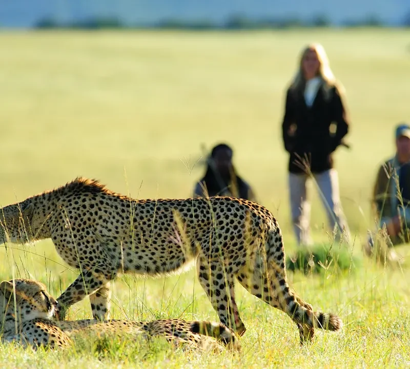 Top 5 Walking Safari Experiences