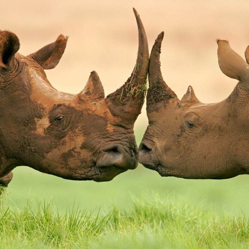 Top 5 Big Five Experiences